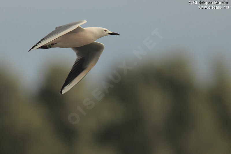 Slender-billed Gull