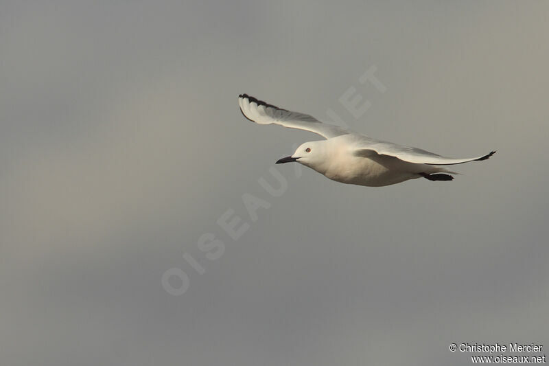 Slender-billed Gull