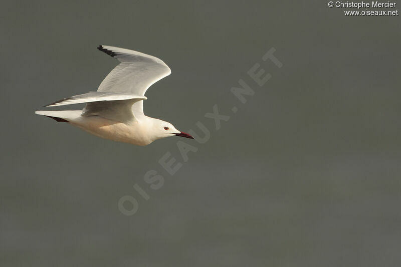 Slender-billed Gull