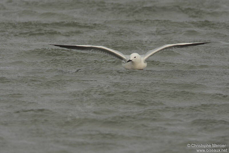 Slender-billed Gull