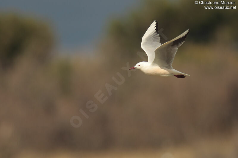 Slender-billed Gull