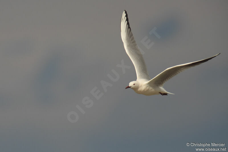 Slender-billed Gull