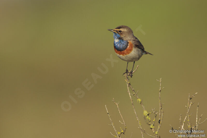 Bluethroat