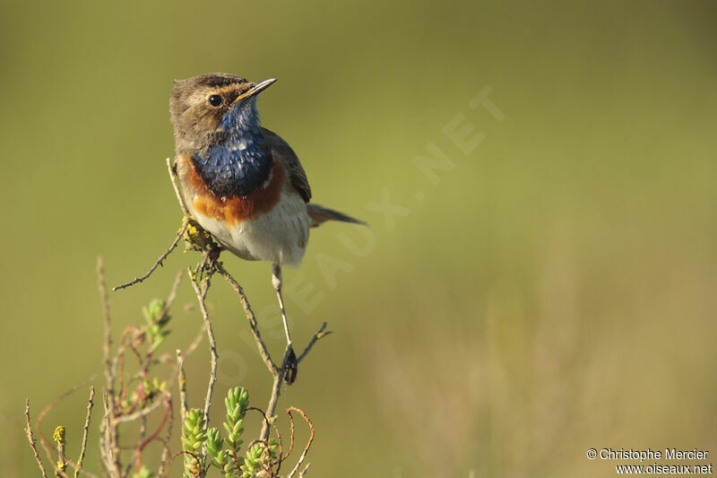 Bluethroat