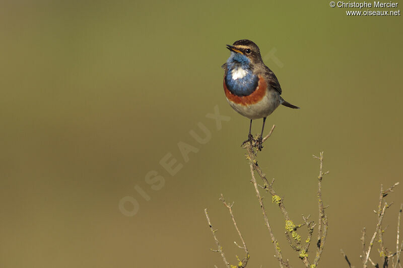 Bluethroat