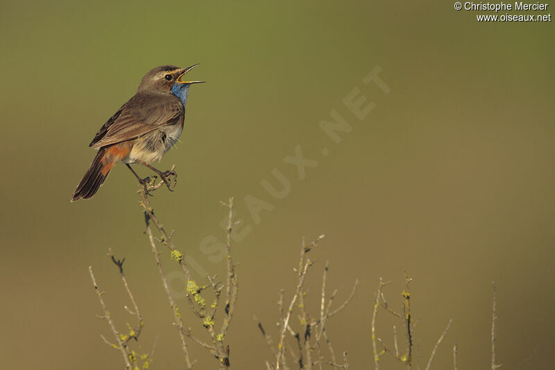 Bluethroat