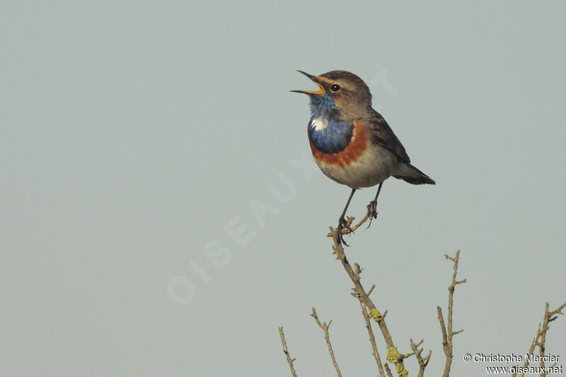 Bluethroat