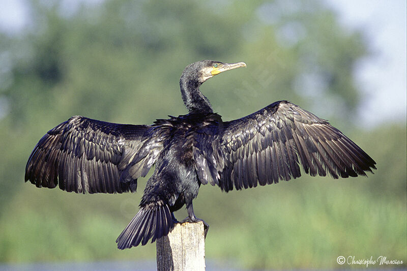 Great Cormorant