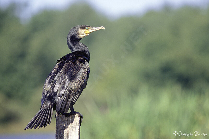 Great Cormorant