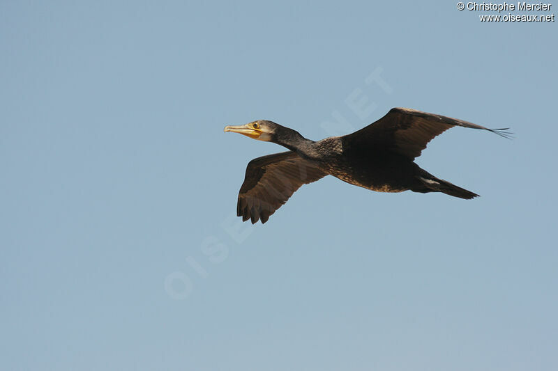 Grand Cormoran