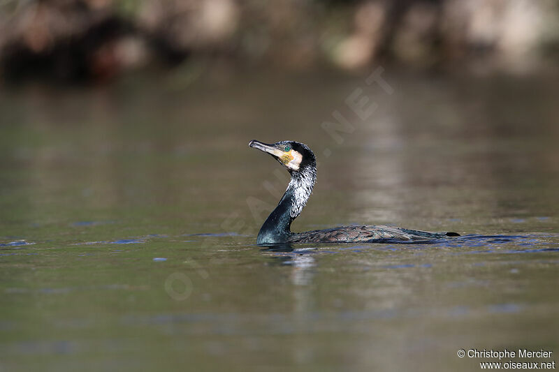 Grand Cormoran