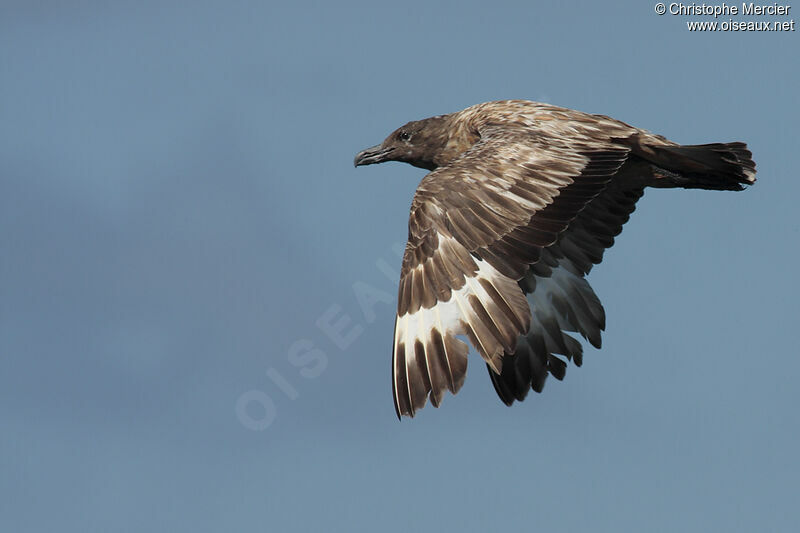 Great Skua