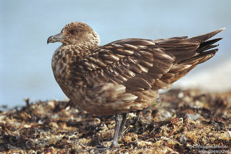 Great Skua