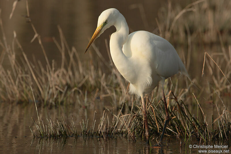 Great Egret