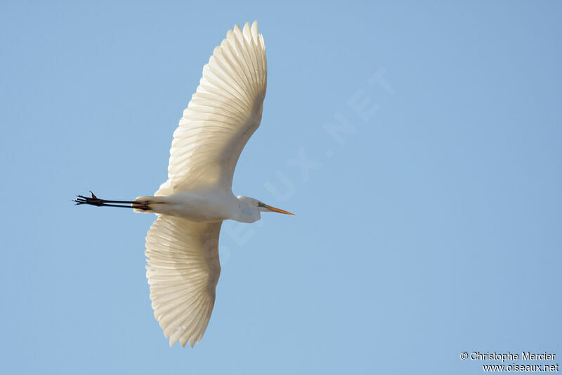 Grande Aigrette