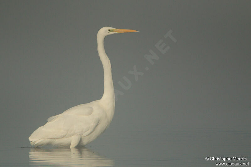 Great Egret