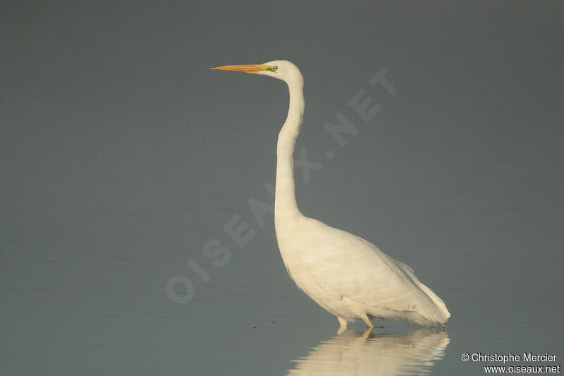 Great Egret