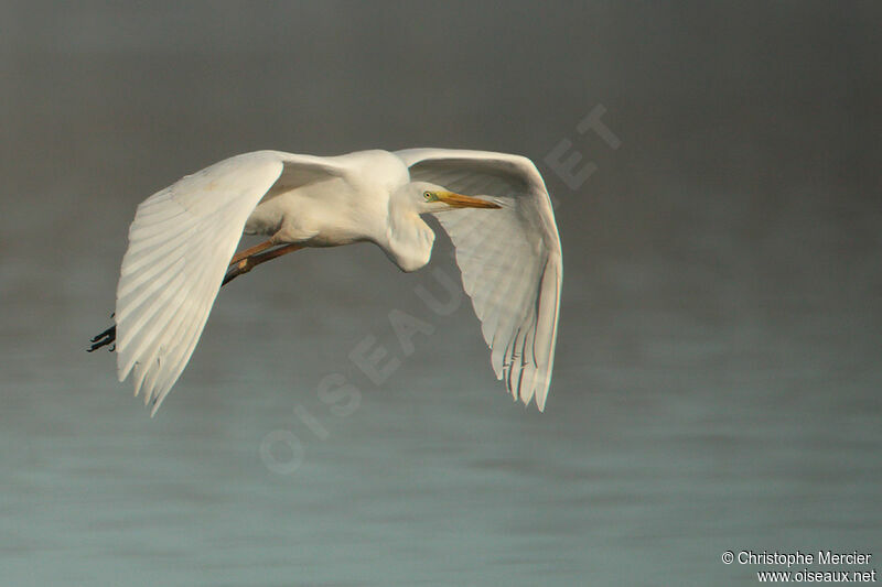 Grande Aigrette