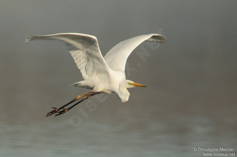 Grande Aigrette