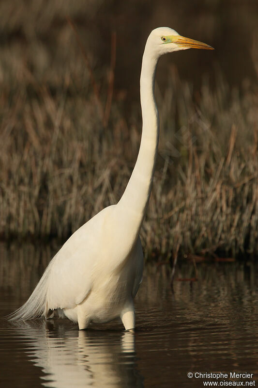 Great Egret