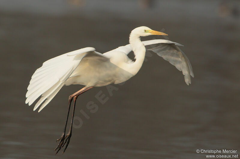 Grande Aigrette