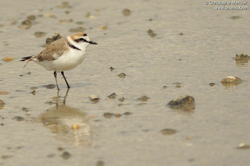 Kentish Plover