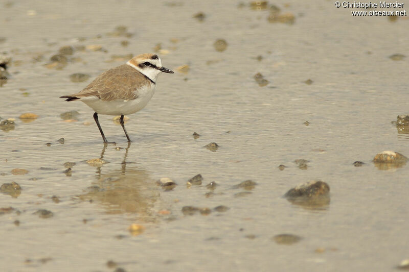 Kentish Plover