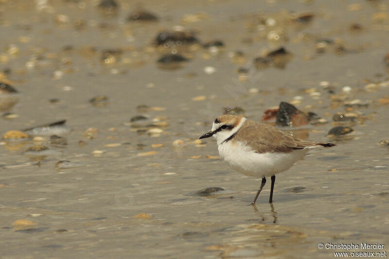 Kentish Plover