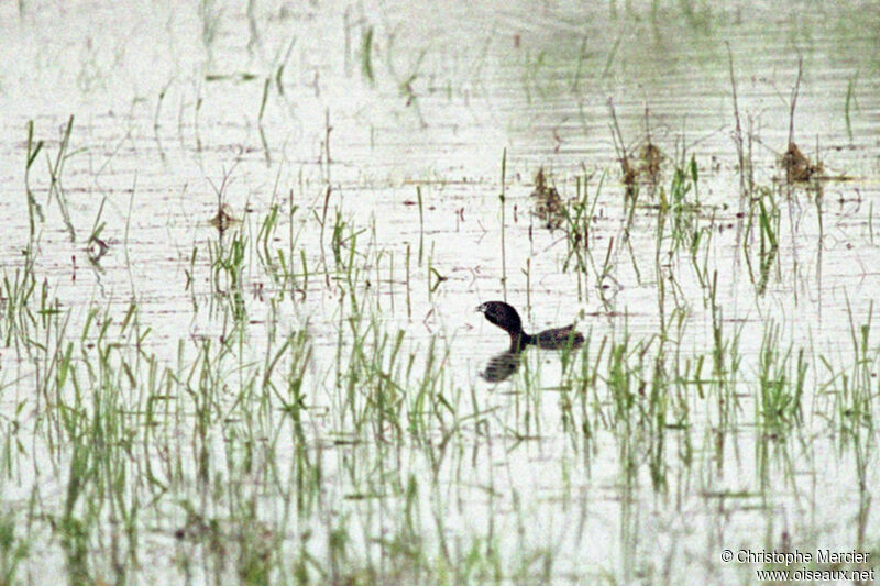 Pied-billed Grebe