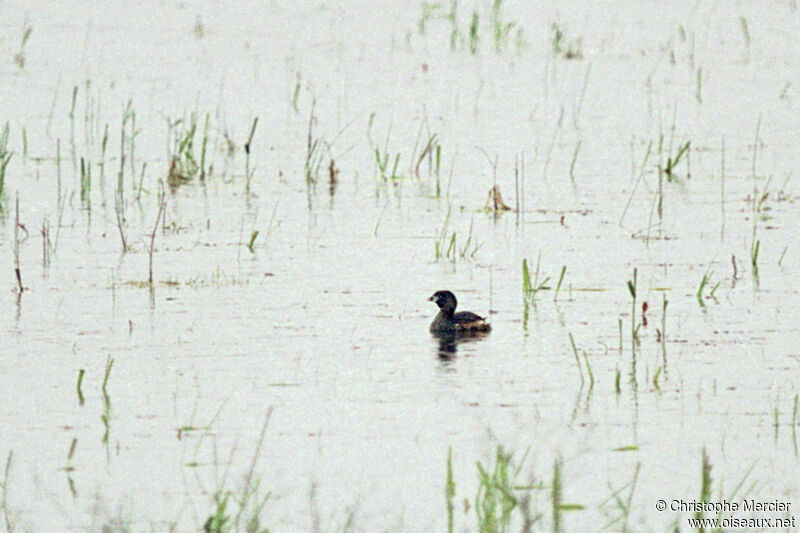 Pied-billed Grebe