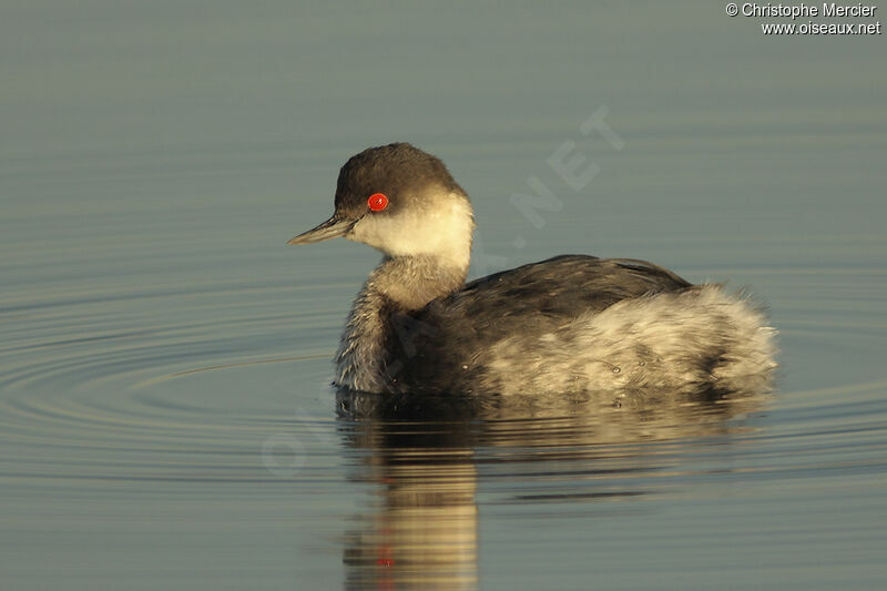 Black-necked Grebe