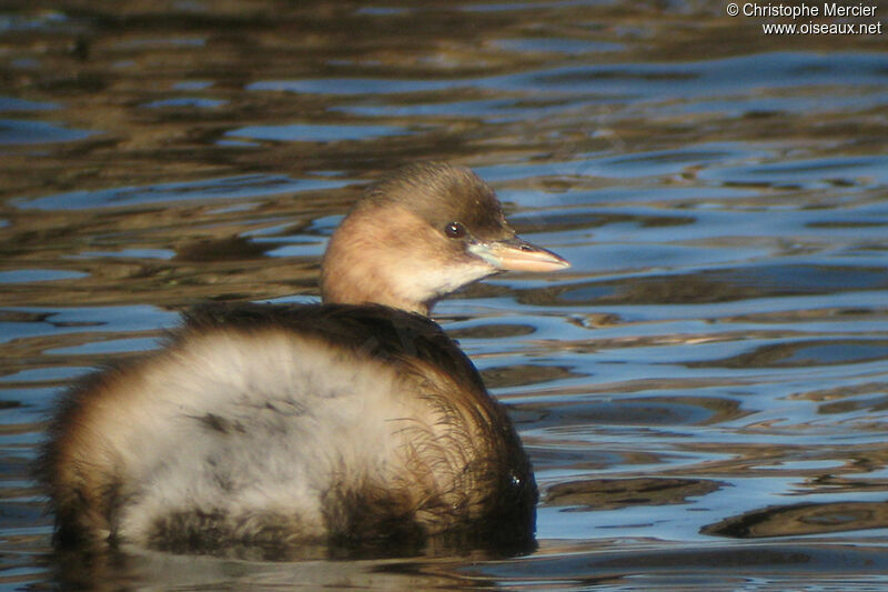 Little Grebe