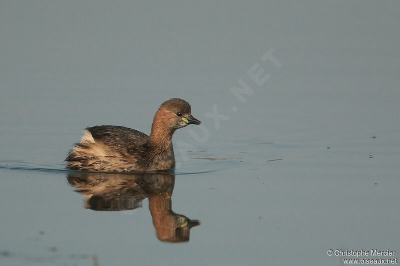 Little Grebe