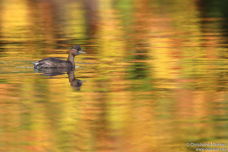 Little Grebe