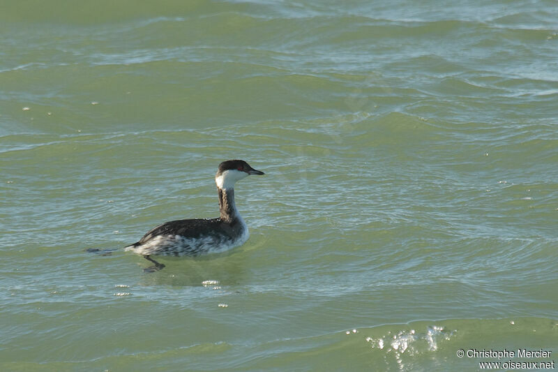 Horned Grebe