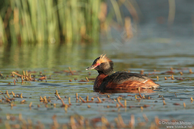 Horned Grebe