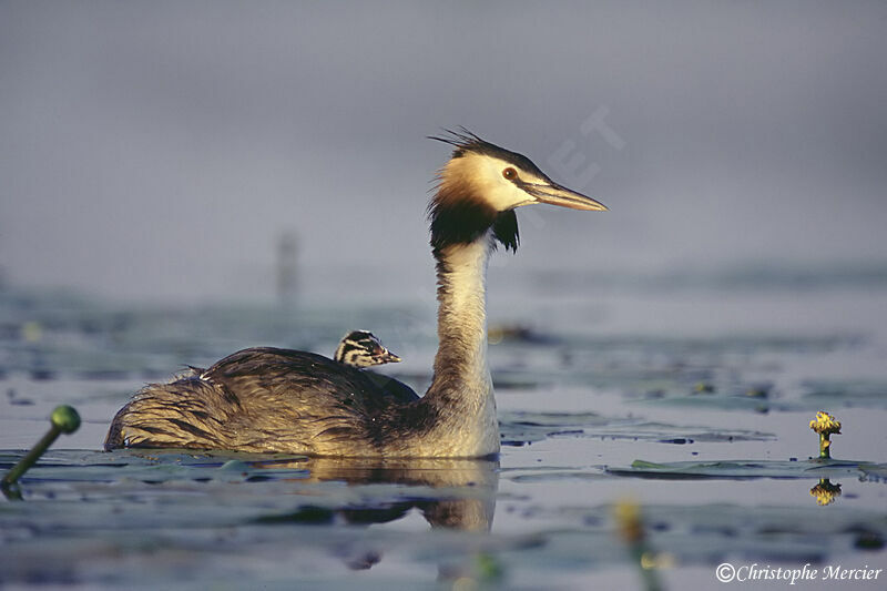 Great Crested Grebe