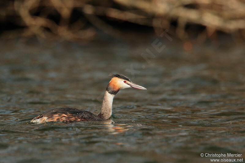 Great Crested Grebe