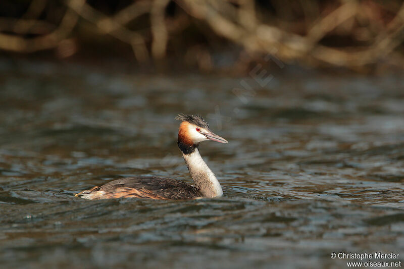 Great Crested Grebe