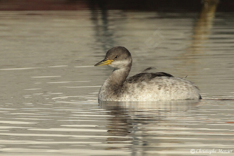 Red-necked Grebe