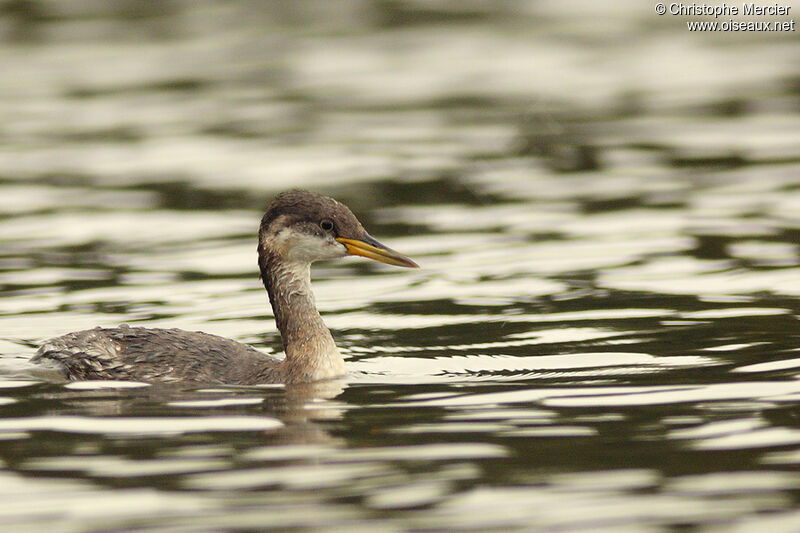 Red-necked Grebe