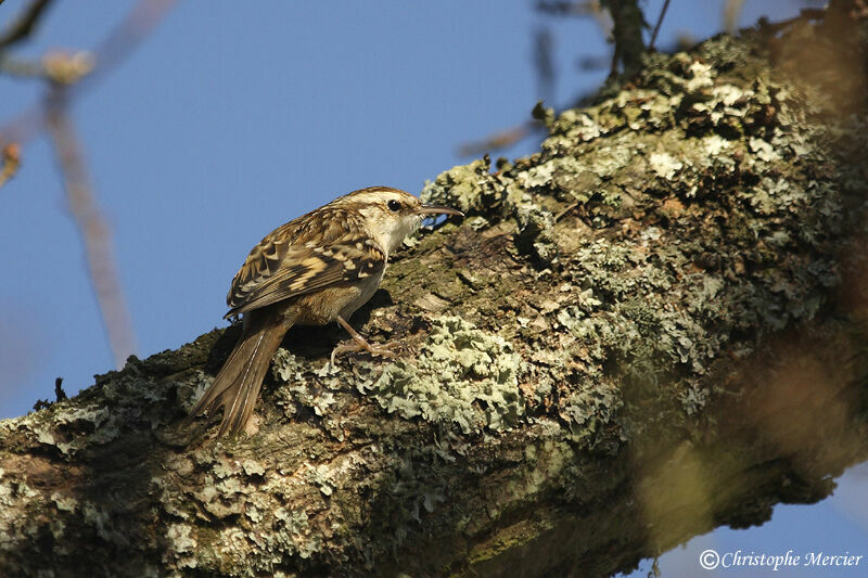 Short-toed Treecreeper