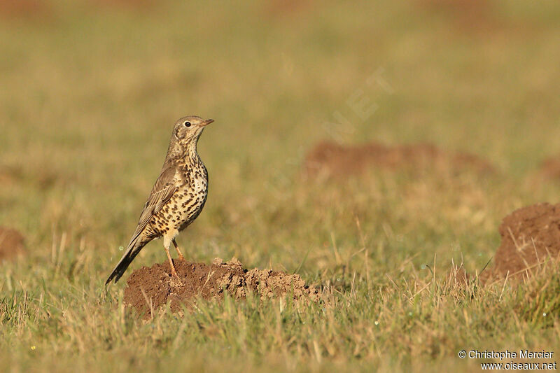 Mistle Thrush