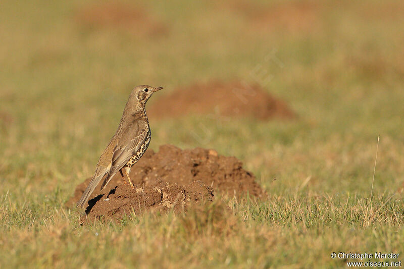 Mistle Thrush