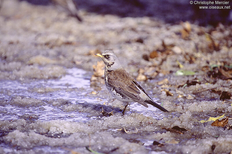 Fieldfare