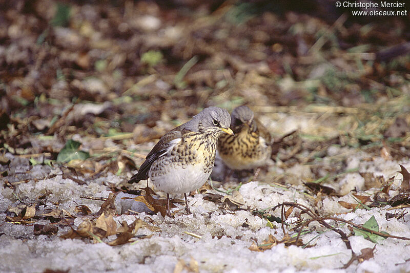 Fieldfare