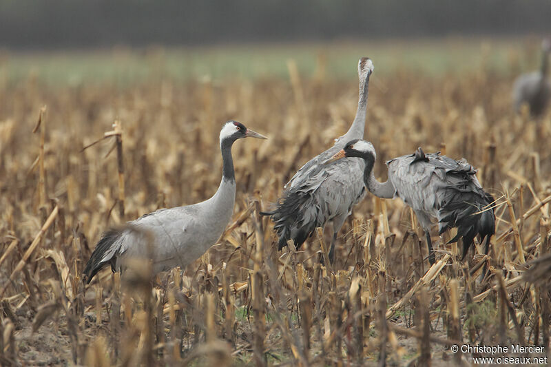 Common Crane