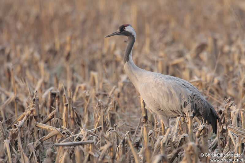 Grue cendrée