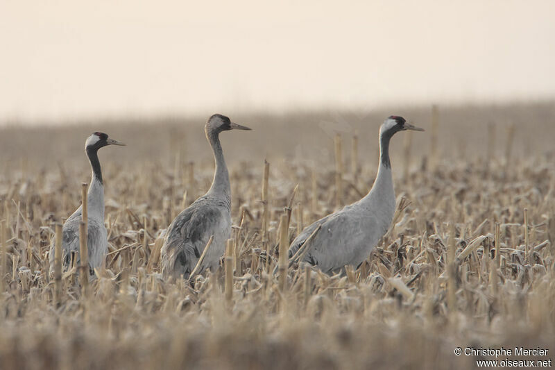 Common Crane