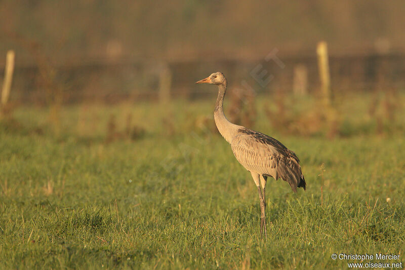 Common Crane